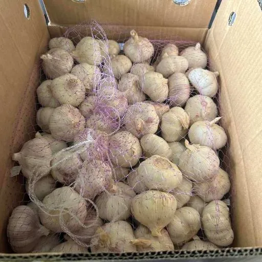 فروش سیر عمده