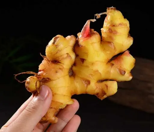 زنجبیل فروش عمده