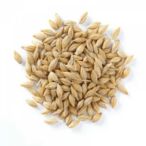 جو دامی ارزان 
