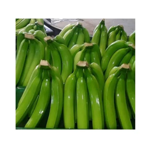 خرید موز سبز ارزان