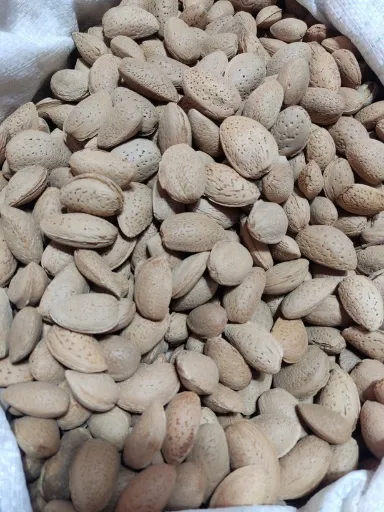 بادام سنگی ارزانترین