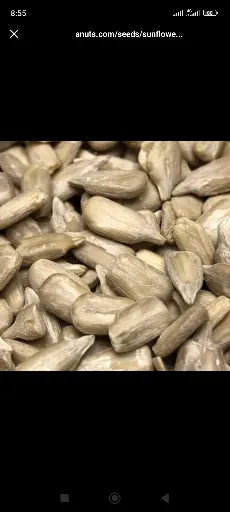 مغز تخمه چینی صادراتی