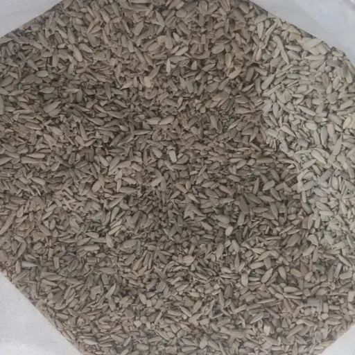 مغز تخمه شکسته ایرانی