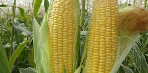 تصویر فروش عمده ذرت مکزیکی بهترین کیفیت
