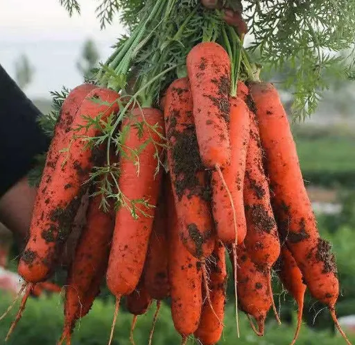 هویج زرد تازه – قیمت خرید هویج عمده