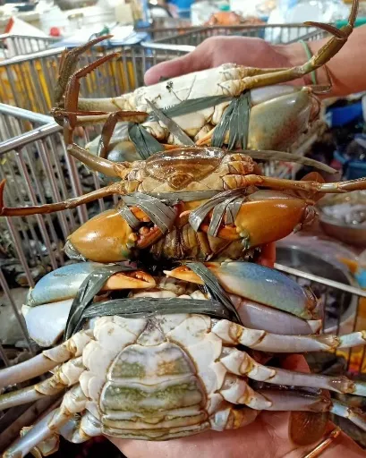 تصویر فروش خرچنگ گلی