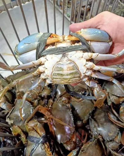 خرچنگ پرورشی