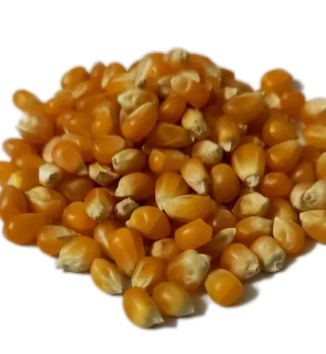 تصویر ذرت تیبا طلایی گونی 20کیلوگرم