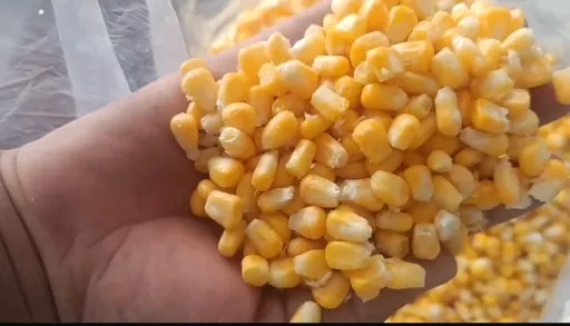 تصویر پخش ذرت درجه یک تازه در بسته بندی یک کیلویی