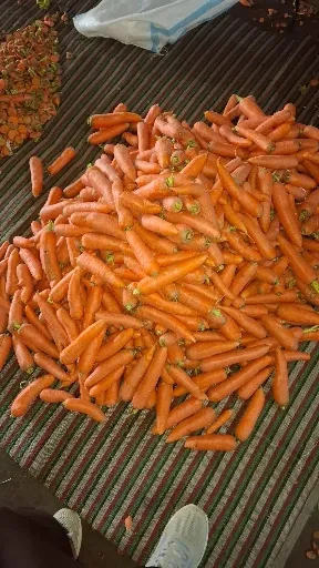 انواع هویج صادراتی ایران با کیفیت بالا – مناسب برای خرید هویج عمده