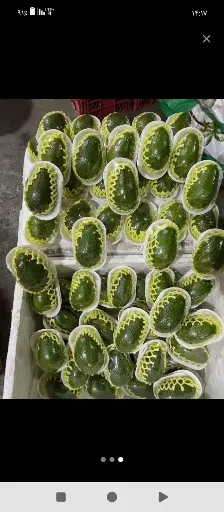 تصویر قیمت هر کیلو آووکادو ترکیه ای