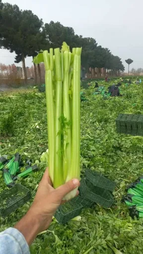 کرفس گلخونه ای