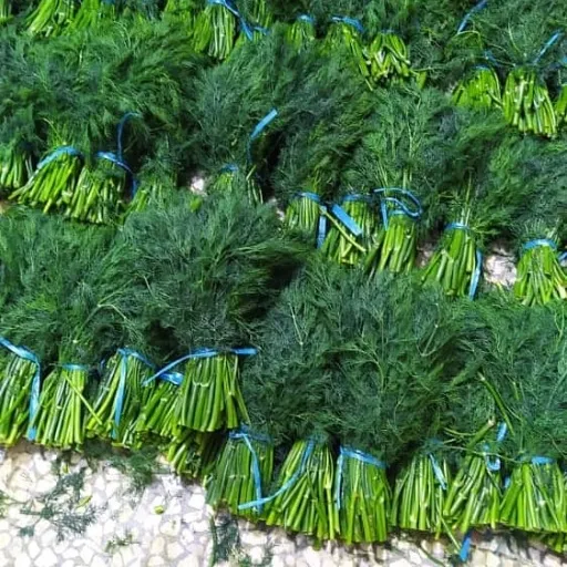 شوید صادراتی