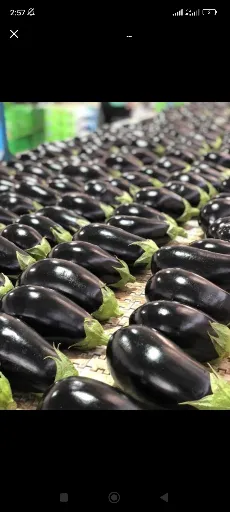 قیمت بادمجان لامپی صادراتی