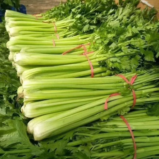 کرفس صادراتی