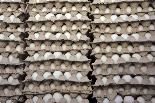 فروش عمده تخم مرغ تازه