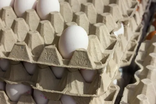 نمایندگی پخش تخم مرغ