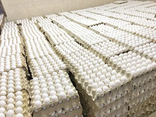 سفارش تخم مرغ مرغداری