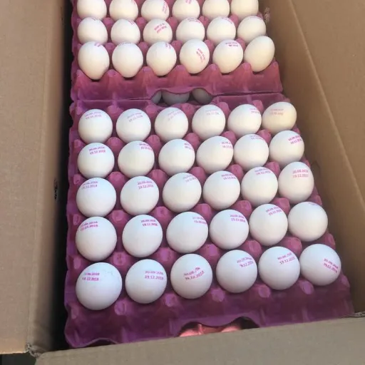 خرید تخم مرغ کیلویی