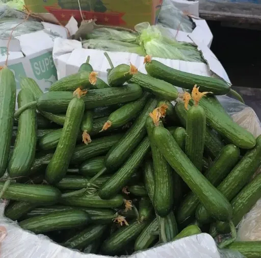 خرید خیار گلخانهای