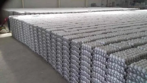 قیمت تخم مرغ تهران