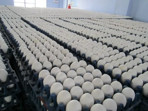 فروش تخم مرغ روزانه