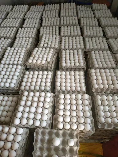 قیمت تخم مرغ سفید