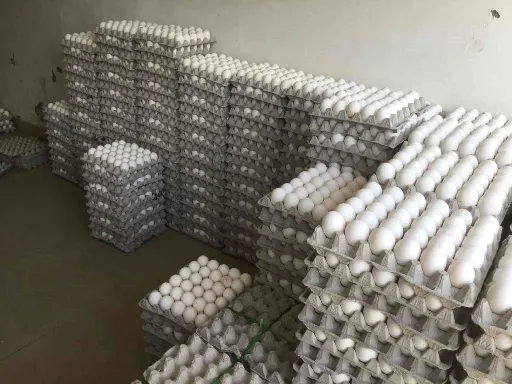 تخم مرغ صنعتی قیمت