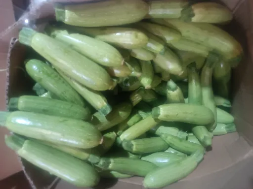 تصویر کدو سبز صادراتی