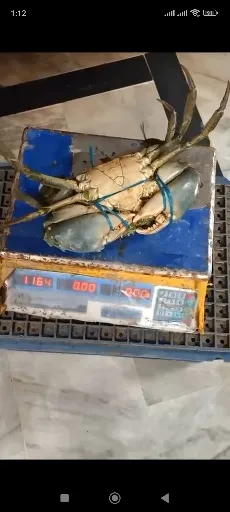 فروش خرچنگ بدون بو و زنده