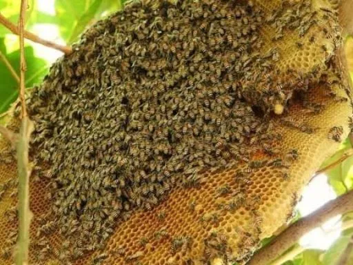 فروش عمده عسل ارگانیک با قاب