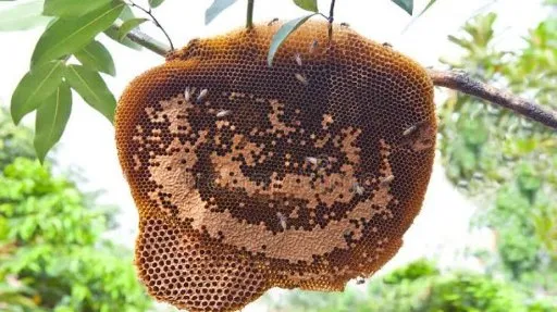 فروش عمده عسل طبیعی